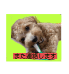 長崎弁をしゃべるわんこpart4（個別スタンプ：11）