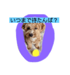 長崎弁をしゃべるわんこpart4（個別スタンプ：12）