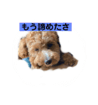 長崎弁をしゃべるわんこpart4（個別スタンプ：16）