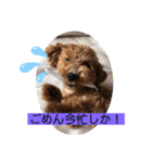 長崎弁をしゃべるわんこpart4（個別スタンプ：17）