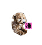 長崎弁をしゃべるわんこpart4（個別スタンプ：19）