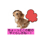 長崎弁をしゃべるわんこpart4（個別スタンプ：20）