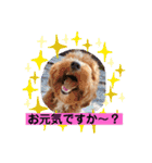長崎弁をしゃべるわんこpart4（個別スタンプ：21）
