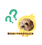 長崎弁をしゃべるわんこpart4（個別スタンプ：24）