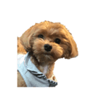 犬とワニ（個別スタンプ：1）