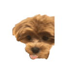 犬とワニ（個別スタンプ：2）