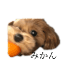 犬とワニ（個別スタンプ：3）