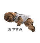 犬とワニ（個別スタンプ：4）