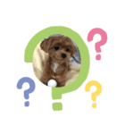 犬とワニ（個別スタンプ：6）