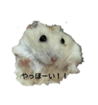我が家の歴代ハムスターこたろう達（個別スタンプ：16）