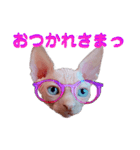 ぱぶっち。のスタンプ Part1（個別スタンプ：1）