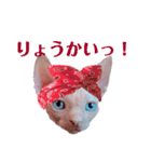 ぱぶっち。のスタンプ Part1（個別スタンプ：12）
