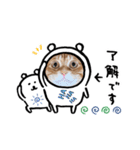 Ginger Tabby Cat Brothers 7（個別スタンプ：15）