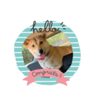 lovelyわんわん（個別スタンプ：5）