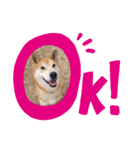 lovelyわんわん（個別スタンプ：6）