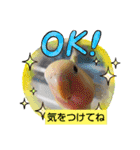 kawafamily26（個別スタンプ：22）