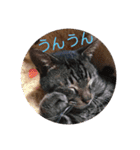 可愛い愛月と空とマロン（個別スタンプ：9）