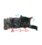 可愛い愛月と空とマロン（個別スタンプ：13）
