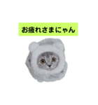 ラブラブねこーん＆白いこねこーん（個別スタンプ：3）