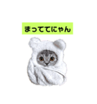 ラブラブねこーん＆白いこねこーん（個別スタンプ：5）