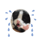 我が家にゃん2（個別スタンプ：1）