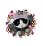 我が家にゃん2（個別スタンプ：5）