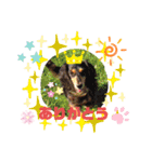 hinako's zoo（個別スタンプ：1）