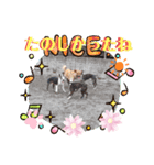 hinako's zoo（個別スタンプ：19）