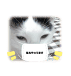 nyanダフル（個別スタンプ：2）