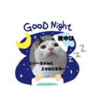 nyanダフル（個別スタンプ：14）