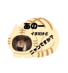 nyanダフル（個別スタンプ：15）