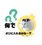 nyanダフル（個別スタンプ：19）