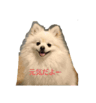 もふもふのふーたろーくんスタンプ①（個別スタンプ：1）