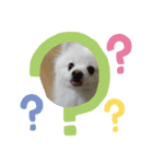 もふもふのふーたろーくんスタンプ①（個別スタンプ：11）