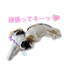 トラチワちゃん♪♡☆（個別スタンプ：6）
