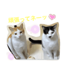トラチワちゃん♪♡☆（個別スタンプ：8）