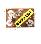 トイプードルのマルフィオ＆パルピノ（個別スタンプ：1）