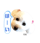 トイプードルのマルフィオ＆パルピノ（個別スタンプ：2）