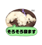 トイプードルのマルフィオ＆パルピノ（個別スタンプ：6）