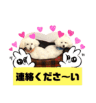 トイプードルのマルフィオ＆パルピノ（個別スタンプ：8）