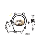トイプードルのマルフィオ＆パルピノ（個別スタンプ：15）