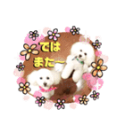 トイプードルのマルフィオ＆パルピノ（個別スタンプ：20）