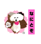 トイプードルのマルフィオ＆パルピノ（個別スタンプ：28）