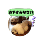 トイプードルのマルフィオ＆パルピノ（個別スタンプ：30）