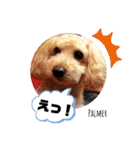 トイプードルのマルフィオ＆パルピノ（個別スタンプ：31）