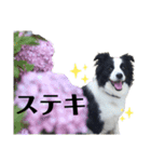 ボーダーコリー ショーンの日常（個別スタンプ：2）