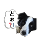 ボーダーコリー ショーンの日常（個別スタンプ：8）