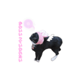 黒猫にゃんこのろく（個別スタンプ：1）