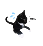 黒猫にゃんこのろく（個別スタンプ：2）