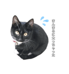 黒猫にゃんこのろく（個別スタンプ：3）